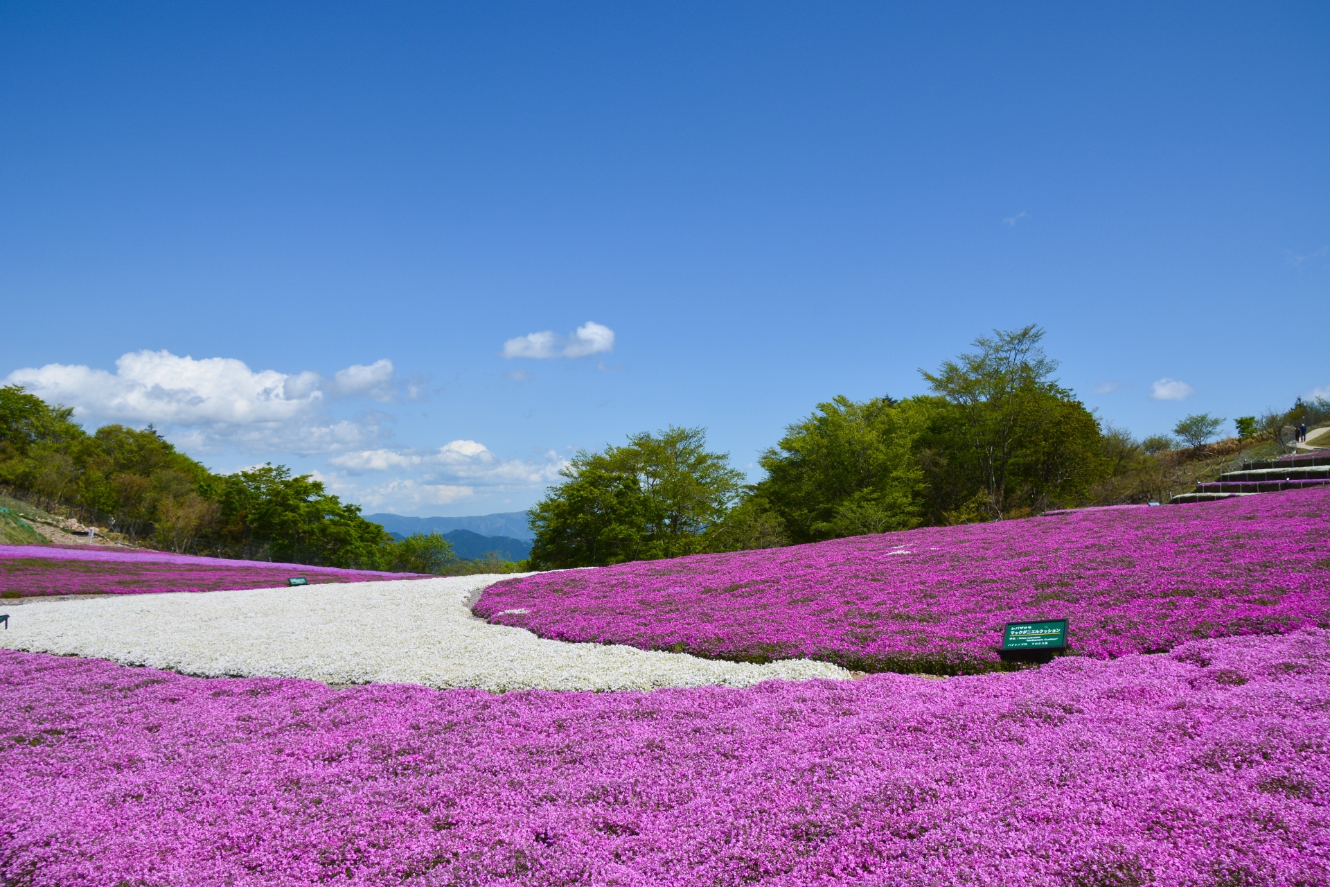 茶臼山の芝桜22開花状況や見頃は ライブカメラや駐車場も解説 ココミミ情報局 花の見頃 イベント情報