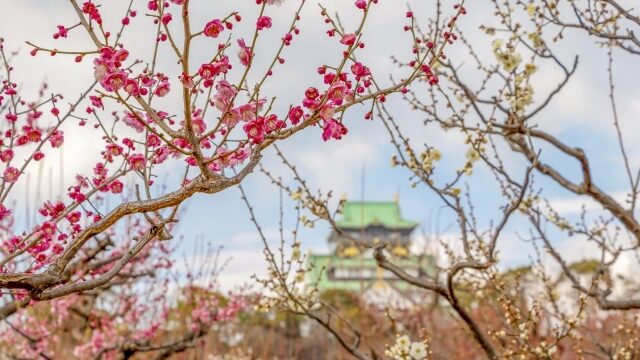 大阪城公園の梅林22開花状況や見頃の時期は アクセスや駐車場も ココミミ情報局 花の見頃 イベント情報