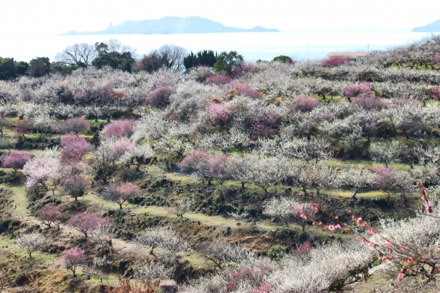 綾部山の梅林22開花状況や見頃の時期は アクセスや駐車場も ココミミ情報局