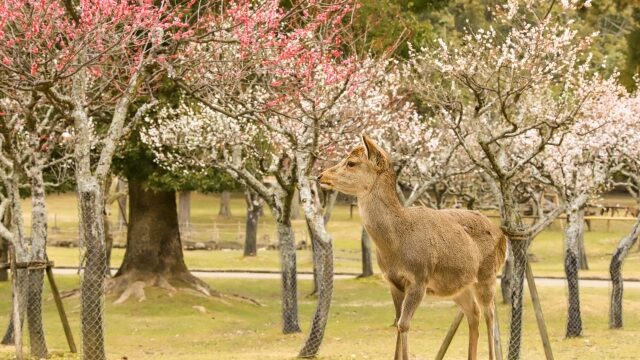 奈良公園片岡梅林の梅22見頃の時期や開花状況は 駐車場も解説 ココミミ情報局 花の見頃 イベント情報