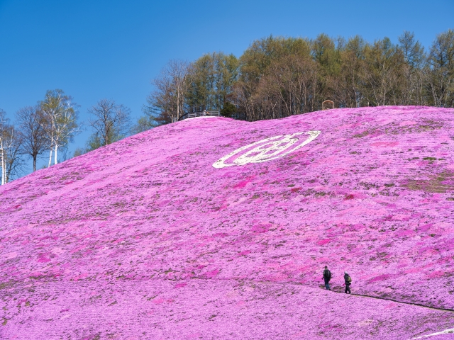 ひがしもこと芝桜公園の芝桜まつり22見頃や開花状況について解説 ココミミ情報局 花の見頃 イベント情報