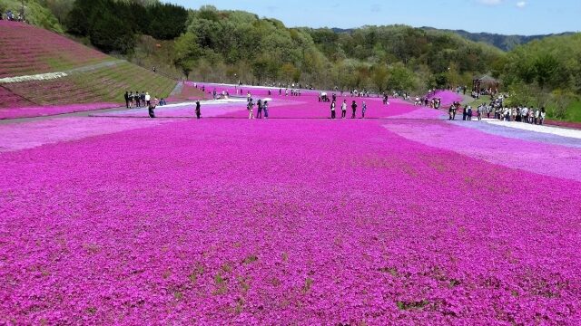 ひがしもこと芝桜公園の芝桜まつり22見頃や開花状況について解説 ココミミ情報局 花の見頃 イベント情報