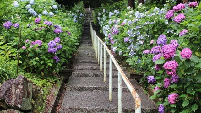 吉備津神社の紫陽花22アクセスや駐車場 見頃は ランチも解説 ココミミ情報局 花の見頃 イベント情報