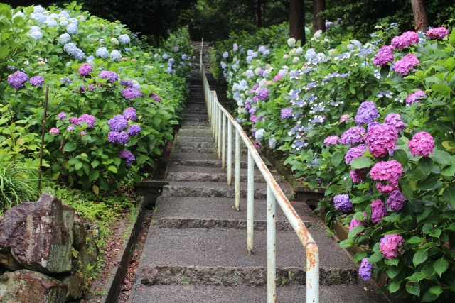 吉備津神社の紫陽花22アクセスや駐車場 見頃は ランチも解説 ココミミ情報局 花の見頃 イベント情報