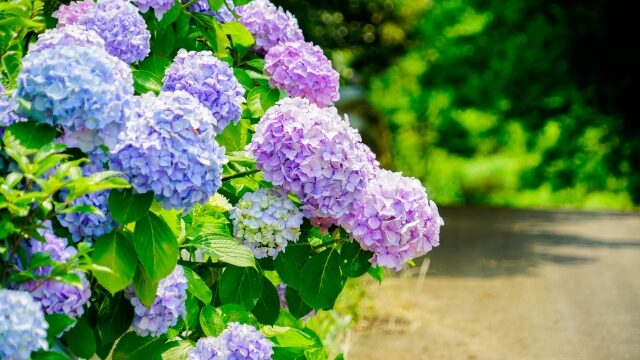 八葉山天台寺のあじさい22開花状況や見頃は アクセスや駐車場も解説 ココミミ情報局 花の見頃 イベント情報