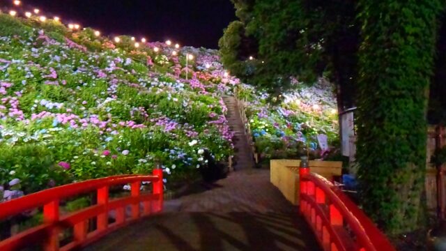 形原温泉あじさいの里のあじさい祭り22開花状況や見頃 駐車場も解説 ココミミ情報局 花の見頃 イベント情報