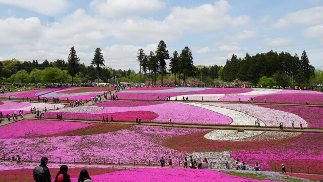 秩父芝桜の丘 羊山公園 の芝桜22見頃や開花状況は アクセス ライブカメラも ココミミ情報局 花の見頃 イベント情報