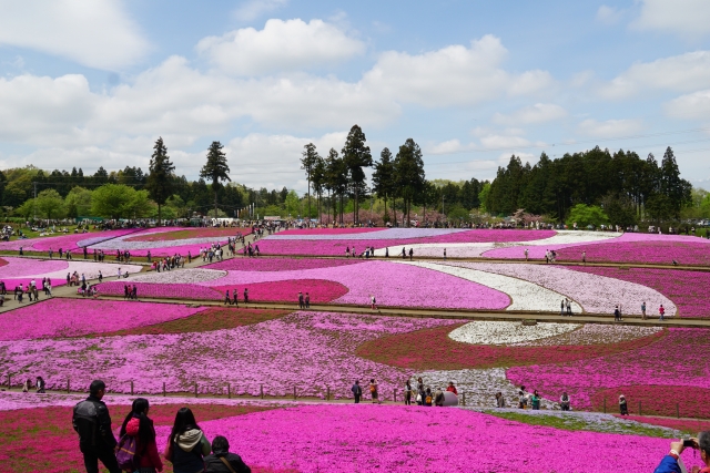 秩父芝桜の丘 羊山公園 の芝桜22見頃や開花状況は アクセス ライブカメラも ココミミ情報局 花の見頃 イベント情報