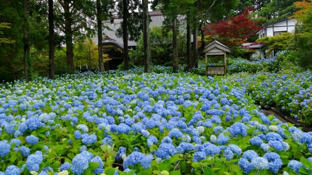 雲昌寺のあじさい22開花状況や見頃は アクセスやライトアップも解説 ココミミ情報局 花の見頃 イベント情報