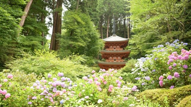 資福寺のあじさい22見頃は 駐車場やアクセス ランチも解説 ココミミ情報局 花の見頃 イベント情報