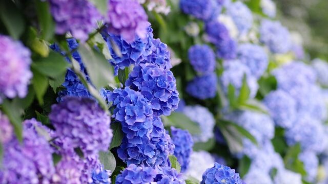 飛鳥山公園の紫陽花22開花状況や見頃は 駐車場やアクセス ランチも解説 ココミミ情報局 花の見頃 イベント情報