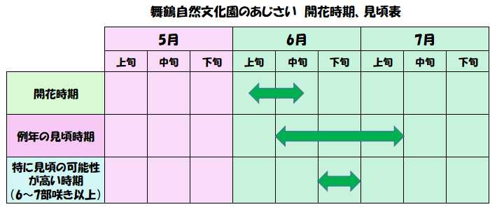 舞鶴自然文化園のあじさいの開花時期や見頃時期の表