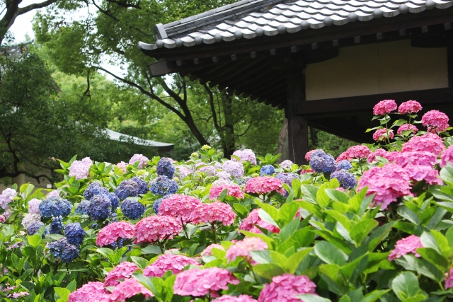 藤森神社の紫陽花22開花状況や見頃は 駐車場やアクセスも解説 ココミミ情報局 花の見頃 イベント情報