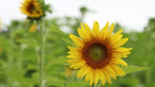 那珂総合公園のひまわり畑22開花状況や見頃は アクセスや駐車場も解説 ココミミ情報局 花の見頃 イベント情報