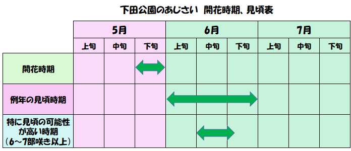 下田公園のあじさいの開花時期や見頃時期の表