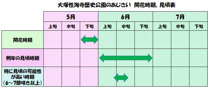 大塚性海寺歴史公園のあじさいの開花時期や見頃時期の表