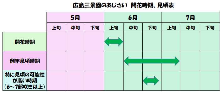 広島三景園のあじさいの開花時期や見頃時期の表