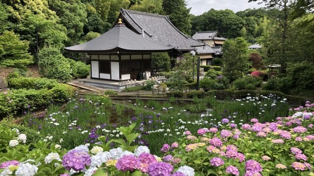 正覚寺の紫陽花