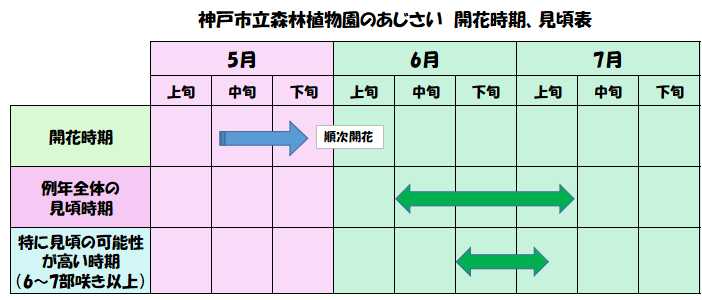 神戸市立森林植物園のあじさいの開花時期や見頃時期の表