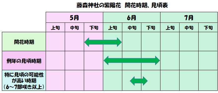 藤森神社の紫陽花の開花時期や見頃時期の表