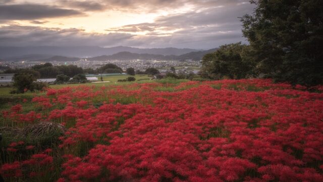 九品寺の彼岸花22見頃や開花の場所は アクセス 駐車場も解説 ココミミ情報局 花の見頃 イベント情報