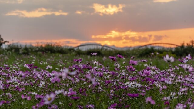 吹上コスモス畑22見頃や開花状況は アクセスや駐車場も解説 ココミミ情報局 花の見頃 イベント情報