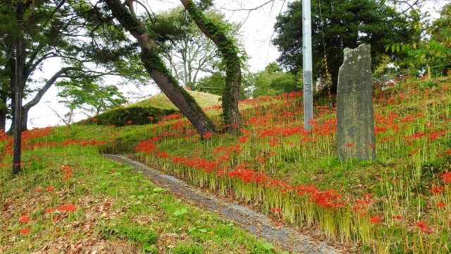 羽黒山公園の彼岸花22見頃や開花は アクセスや駐車場も解説 ココミミ情報局 花の見頃 イベント情報