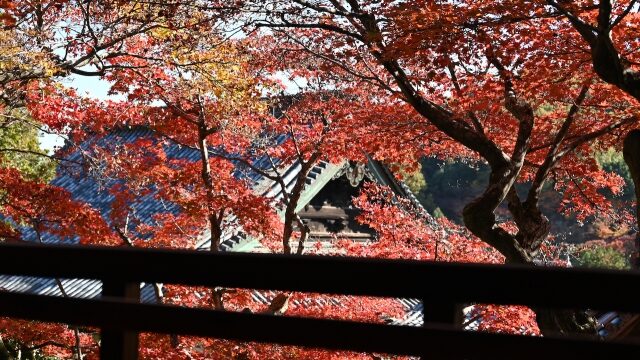 高野山の紅葉22見頃の時期や混雑状況は 駐車場 ライトアップも解説 ココミミ情報局 花の見頃 イベント情報