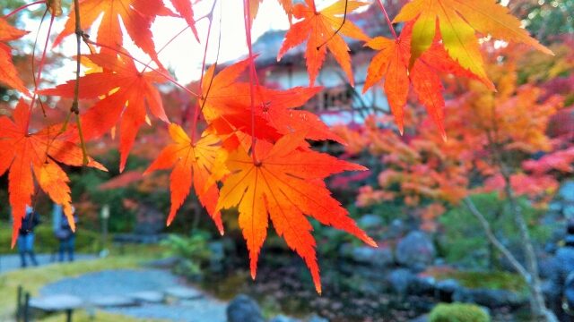 長岡天満宮の紅葉22見頃や混雑は ライトアップやアクセス 駐車場も解説 ココミミ情報局 花の見頃 イベント情報