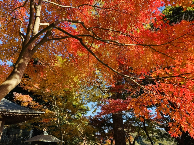 鎌倉長谷寺の紅葉