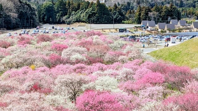 中山寺の梅林23見頃の時期は ライブカメラや駐車場も解説 ココミミ情報局 花の見頃 イベント情報