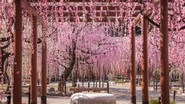 結城神社の梅まつり23見頃や開花状況は 駐車場やアクセスも解説 ココミミ情報局 花の見頃 イベント情報