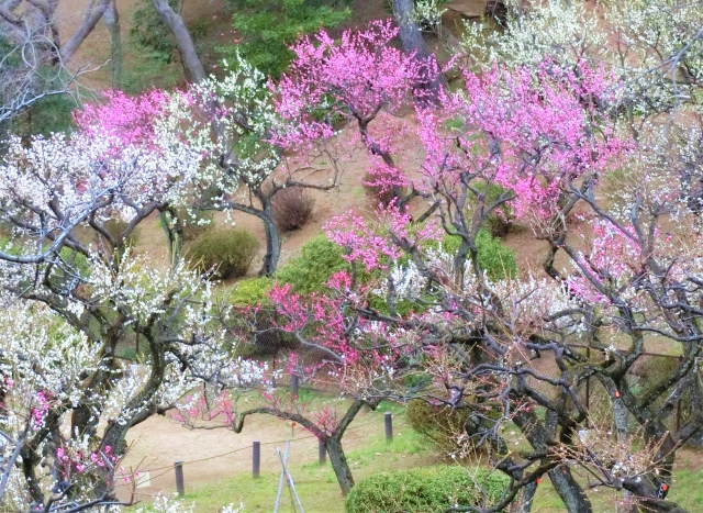 大倉山公園の梅