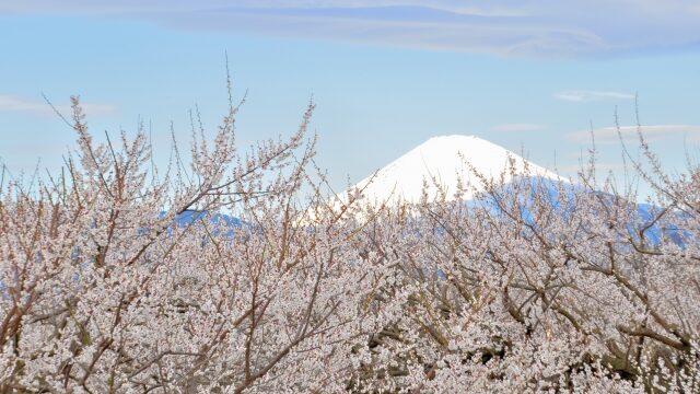 結城神社の梅まつり23見頃や開花状況は 駐車場やアクセスも解説 ココミミ情報局 花の見頃 イベント情報