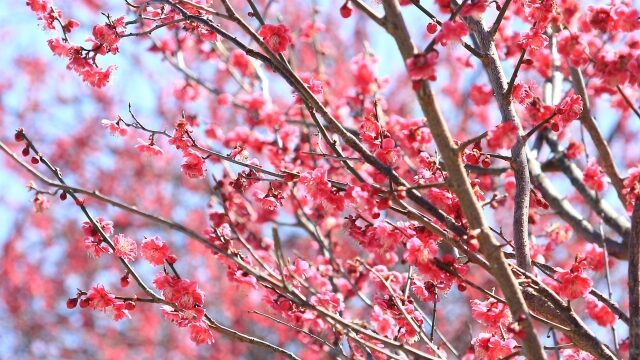 結城神社の梅まつり23見頃や開花状況は 駐車場やアクセスも解説 ココミミ情報局 花の見頃 イベント情報