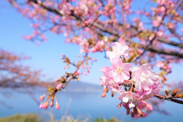 笠戸島の河津桜