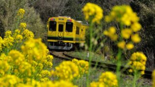 いすみ鉄道の菜の花