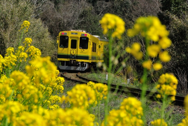 いすみ鉄道の菜の花