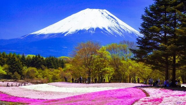 富士芝桜まつりの芝桜