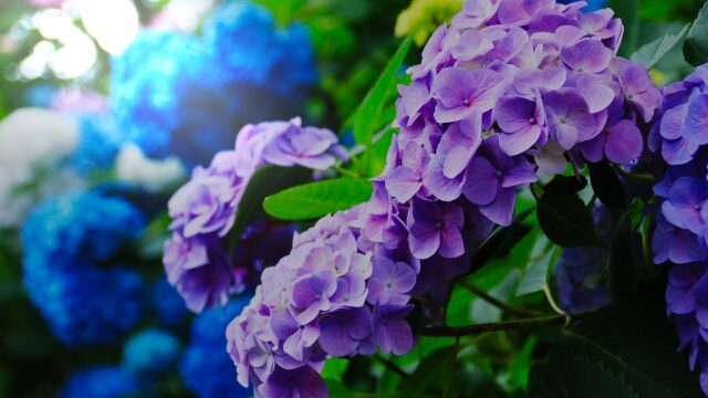 円覚寺（鎌倉）の紫陽花