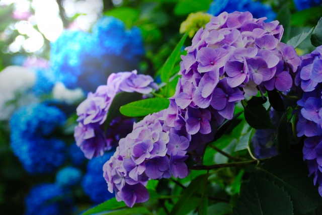 円覚寺（鎌倉）の紫陽花