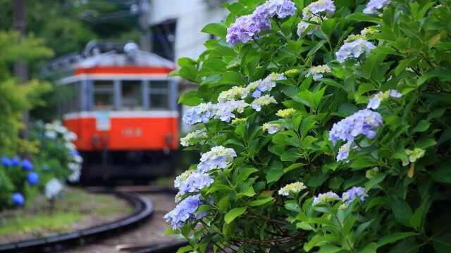 箱根登山鉄道の紫陽花